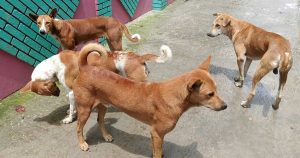 রাঙামাটির লংগদু উপজেলার বিভিন্ন এলাকা থেকে বেওয়ারিশ কুকুর শিকার করে ভারতের মিজোরামে পাচারের অভিযোগ উঠেছে।